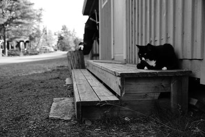 Cat sitting on bench in park