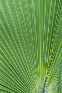 Full frame shot of palm leaves