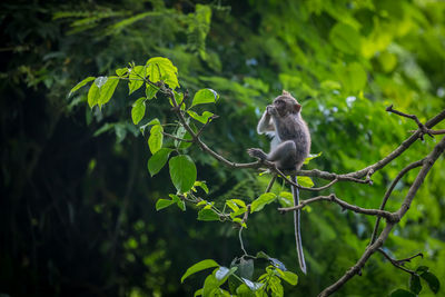 Bird on branch of tree