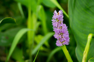 Close-up of purple flowering plant