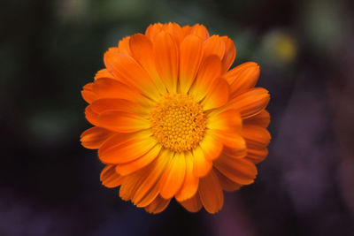 Close-up of orange flower