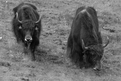 Yak on field