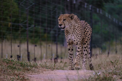 Cheetah on field