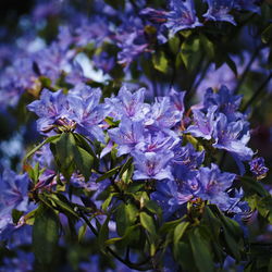 Close-up of purple flowering plant