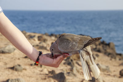 Low angle view of hand holding bird by sea