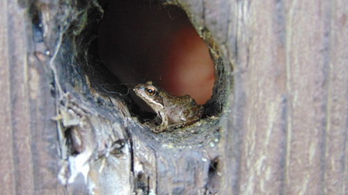 Close-up of turtle on tree trunk