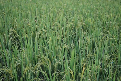 Full frame shot of corn field