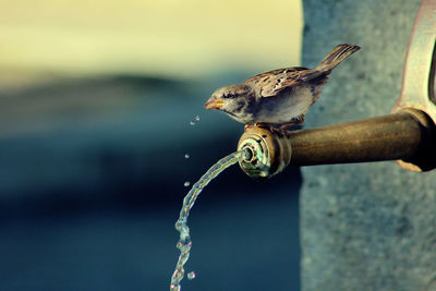 Close-up of bird perching on water