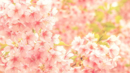 Close-up of pink cherry blossoms