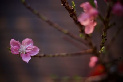 Close-up of pink cherry blossoms in spring