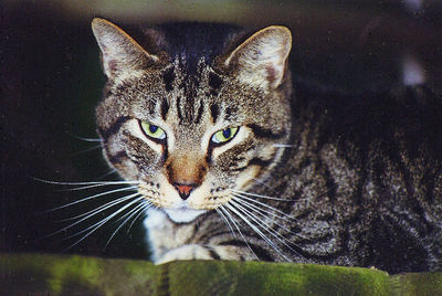 Close-up portrait of cat