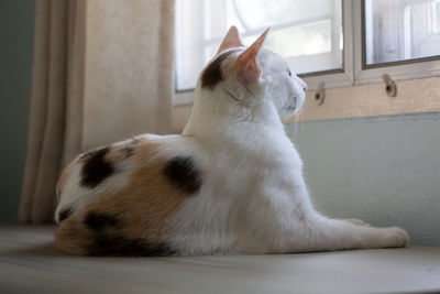 Calico cat waiting for the boss home intently on the table beside a window.