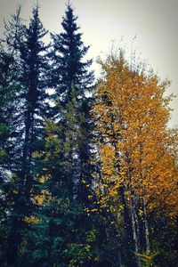 Low angle view of trees in forest during autumn