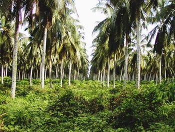 Trees in forest