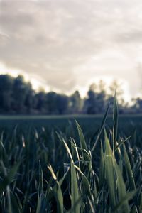 Close-up of plants on field