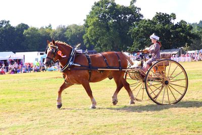 Horse cart on field