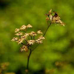 Close-up of flowering plant
