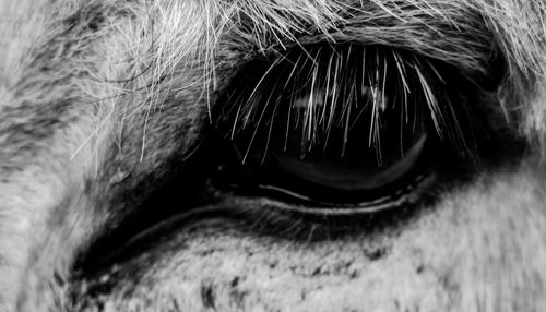 Close-up of animal eye