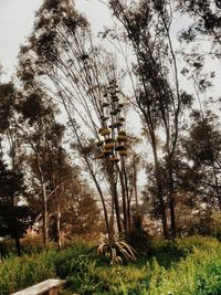 Trees growing on field in forest against sky