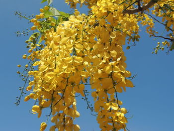 Low angle view of yellow flowering plant against clear sky