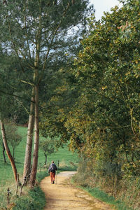 Rear view of people walking on footpath amidst trees