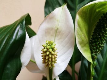 Close-up of flower blooming outdoors