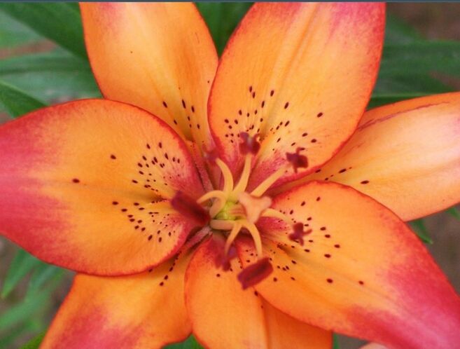 flower, petal, freshness, flower head, growth, fragility, stamen, beauty in nature, close-up, pollen, nature, blooming, plant, orange color, full frame, in bloom, blossom, backgrounds, focus on foreground, macro