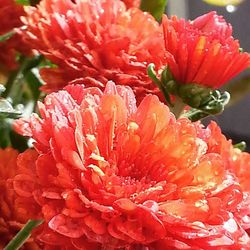 Close-up of red flower