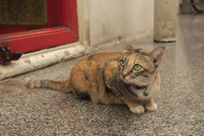 Cat resting on floor