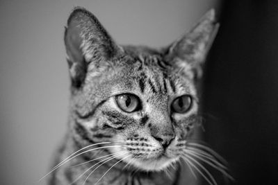 Close-up portrait of cat