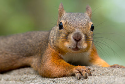 Close-up of squirrel on tree branch