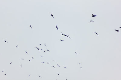 Low angle view of birds flying in the sky