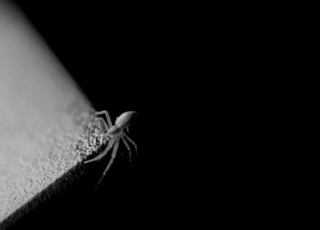 Close-up of spider on black background