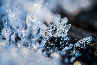 Close-up of frozen leaves