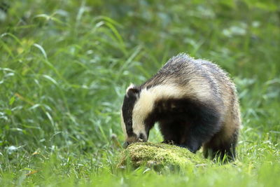 Side view of an animal on grass