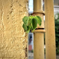 Close-up of plant against wall