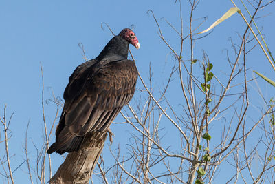 Low angle view of turkey vulture perching on bare tree