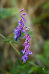 Close-up of purple flowers