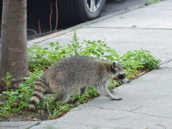 Side view of  racoon  on sidewalk