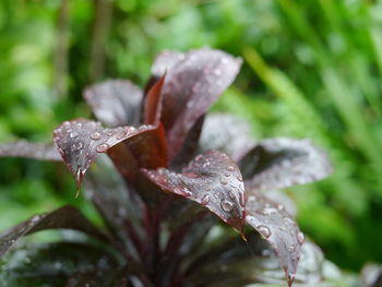 Close-up of water drops on leaf