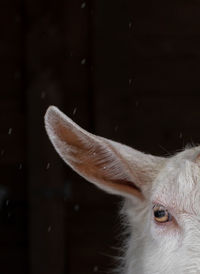 A white goat of the zaanen breed on a dark background. only part of the head is visible/