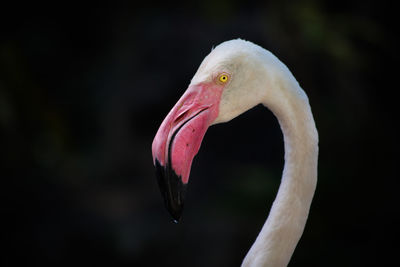 Close-up of swan