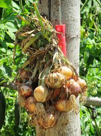 Close-up of vegetables on plant