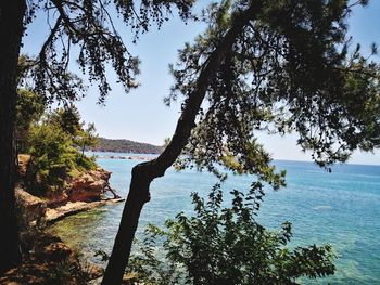 Trees by sea against sky