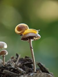 Close-up of mushroom growing on land