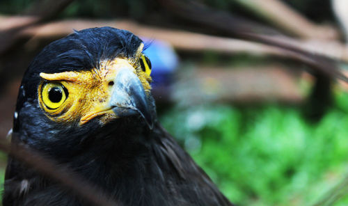 Close-up of bird