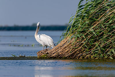 Bird perching on a lake