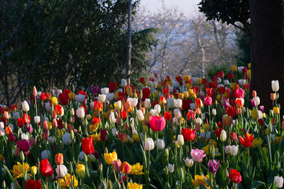 Multi colored tulips blooming at park