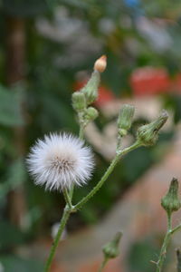 Close-up of white dandelion flower