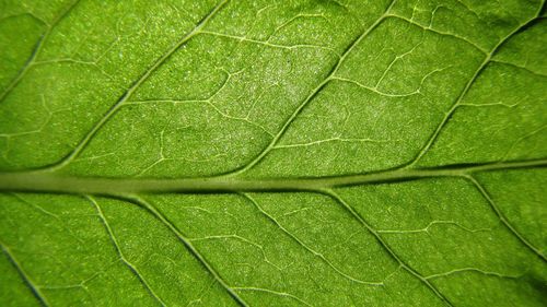 Full frame shot of green leaves